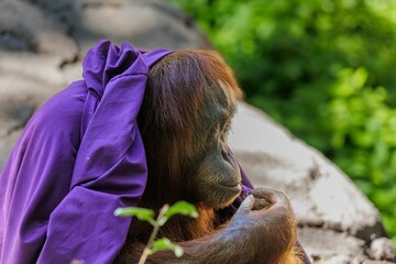 Orangutan draped in a purple cloth, sitting in its natural habitat with a green foliage background.