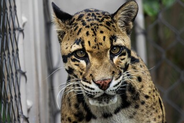 Clouded leopard in captivity, showcasing its distinctive spotted fur and intense gaze.