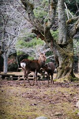 Deer under a tree in a forest
