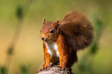 Close-up of a red squirrel on a branch.