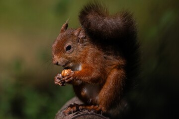 Red squirrel holding a nut