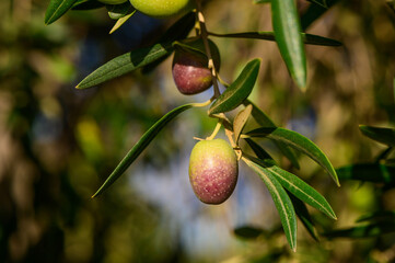 Close-up of black olives ripening on the tree