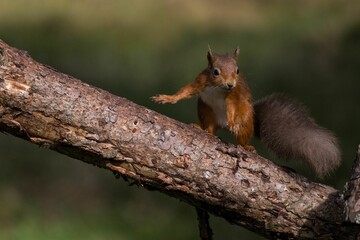 Red squirrel on a tree branch in a forest.