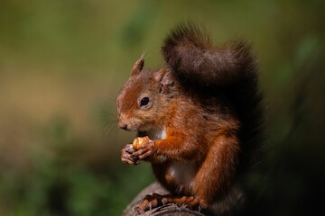 Red squirrel holding a nut with a blurred background.