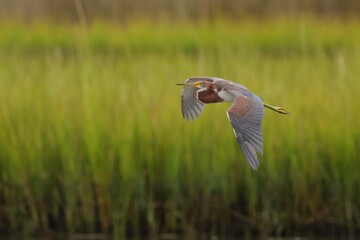 Heron in Mid-Flight Over Marshland