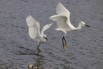 Two white egrets in mid-flight over water.