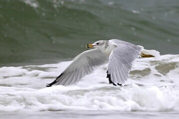 Seagull in flight over ocean waves