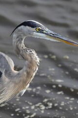 Great blue heron close-up