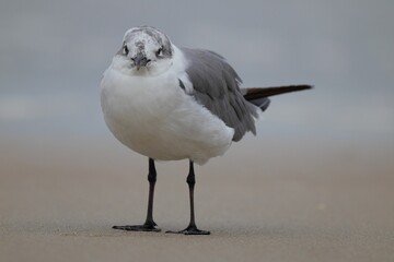 Seagull standing on a sandy beach