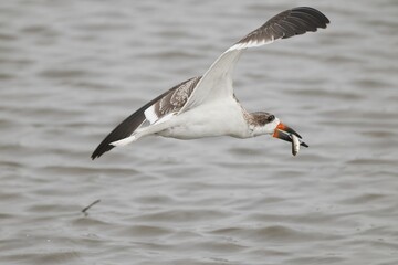 Seagull in flight with fish over water