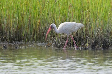 White ibis wading in a marsh