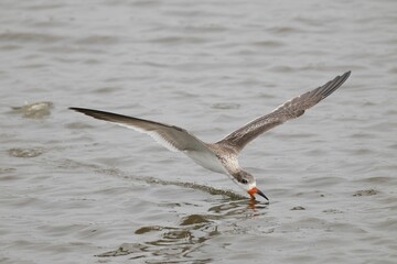 Bird skimming water surface in natural habitat.