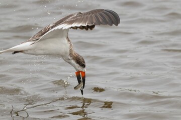Black skimmer bird catching a fish over water