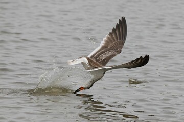 Seagull skimming water surface creating a splash.