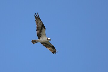 Osprey in flight against clear blue sky