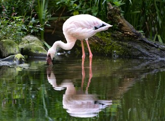 Pink flamingo drinking from a calm pond