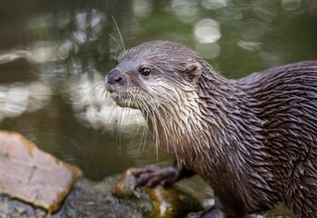 Close-up of a wet otter on a rock by water