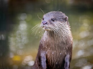 Fototapeta premium Close-up of a wet otter against a natural background.