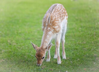 Young deer grazing on green grass in a field.