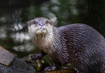 Close-up of an otter on a rock with a blurred water background.