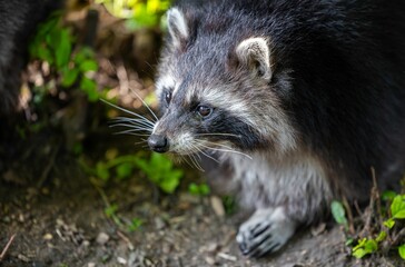 Close-up of a raccoon in a natural setting