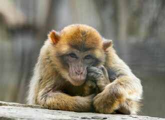Obraz premium Barbary macaque monkey resting on rock