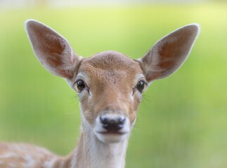 Obraz premium Close-up of a young deer with large ears and bright eyes.