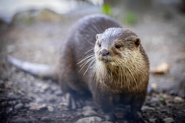 Close-up of an alert otter on rocky surface
