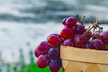 Close-up of red grapes in the early morning covered with dew drops