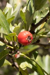 Crataegus monogyna fruits. Hawthorn Berries