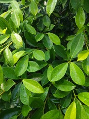 Beautiful droplets of transparent rain water on a green leaf macro. Drops of dew in the morning glow in the sun. Beautiful leaf texture in nature. Natural background. 