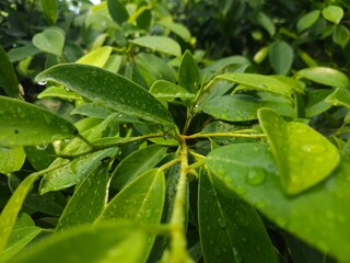Beautiful droplets of transparent rain water on a green leaf macro. Drops of dew in the morning glow in the sun. Beautiful leaf texture in nature. Natural background. 