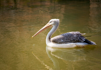 pelican floating on greenish water