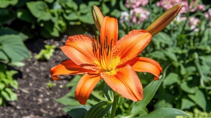 Fototapeta premium Bright Orange Lily in Garden Setting