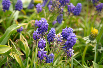 lavender flowers grow in the garden