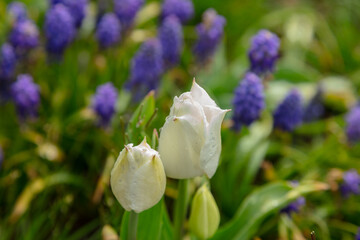 white roses among lavender