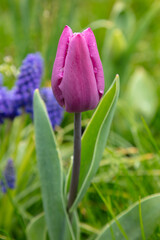 pink tulip with green leaves