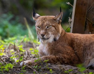 Obraz premium Close-up shot of a Eurasian lynx lying on the ground surrounded by greenery