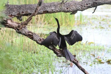 Anhinga bird drying wings on a tree branch over a wetland