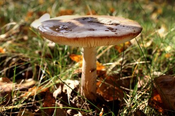 Close-up of a toadstool against the background of grass and autumn leaves. Poisonous mushroom in the forest.