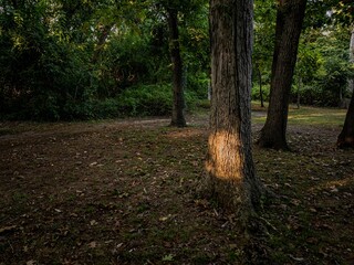 Obraz premium Sunlight filters through tall trees, casting a warm glow on a tranquil forest path