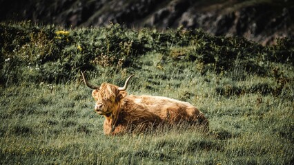 Highland cow resting in a meadow