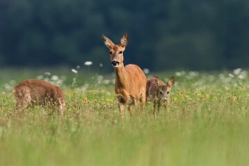 Deer grazing in a meadow