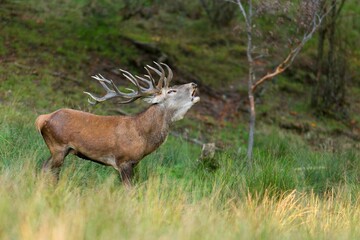 Majestic deer with large antlers in a grassy field