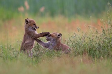 Playful fox cubs in a grassy field