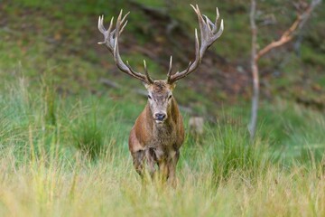 Majestic red deer in the wild