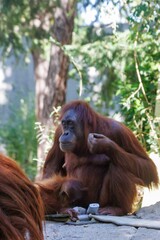 Orangutan with baby in natural habitat