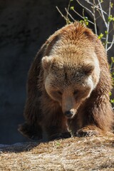 Fototapeta premium Close-up of a brown bear walking in nature