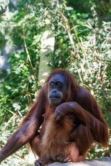 Thoughtful Orangutan in a Forest