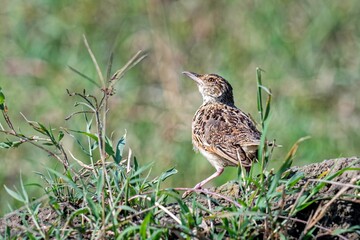 Rufous-naped Lark at Lake Nakuru National Park